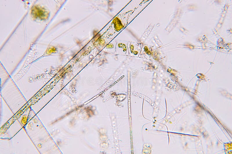 Plancton aquatique marin sous la vue de microscope