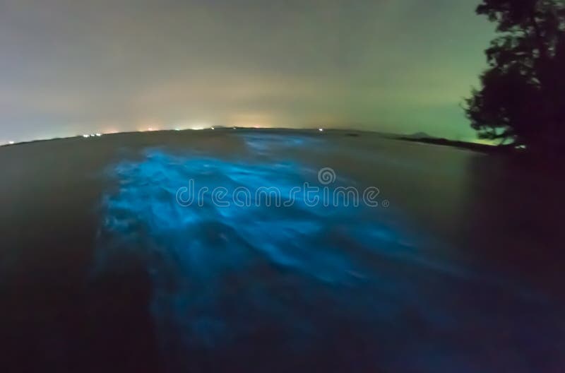 Plancton bioluminescent rougeoyant image stock Plancton bioluminescent rougeoyant image stock