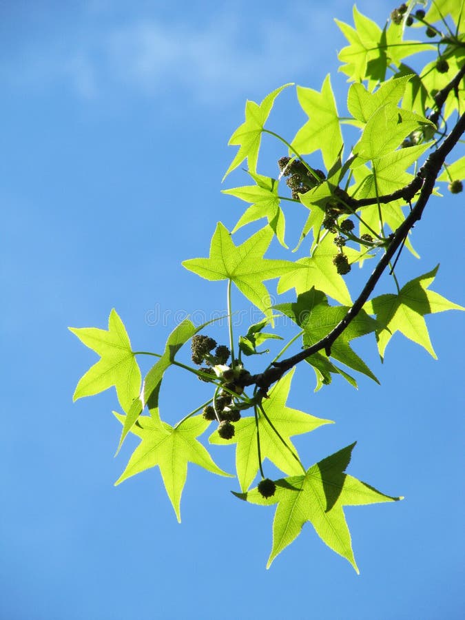 Plane tree branch with young green leaves.