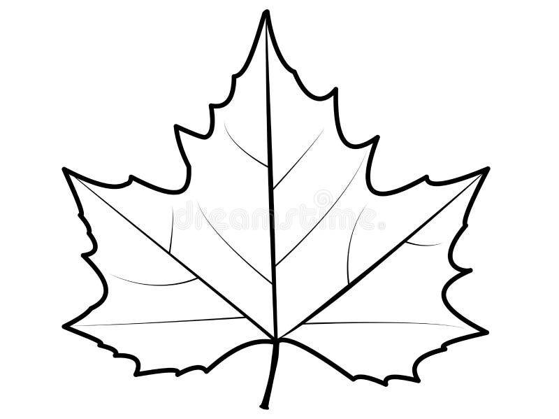 Plane tree leaf with no color. Autumn tree leaf. Platanus leaf drawing isolated. White background royalty free illustration