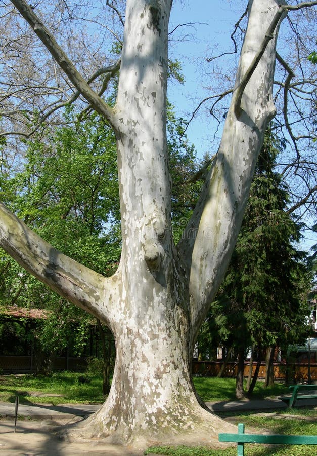 Plane tree trunk detail stock photo. Image of aging, ecology 19646148