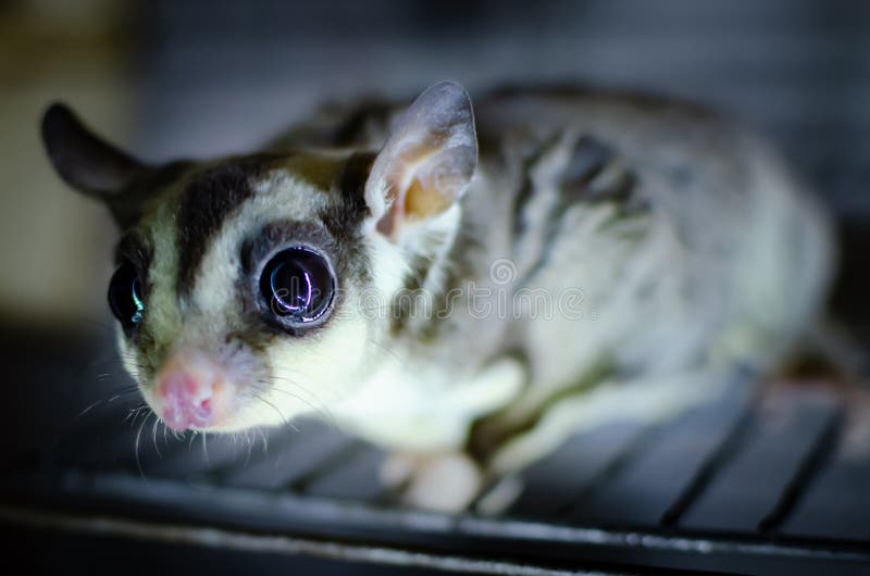 Planeur gris de sucre Opossum de glissement arborescent de breviceps de Petaurus Animaux exotiques dans l'environnement humain photographie stock Planeur gris de sucre Opossum de glissement arborescent de breviceps de Petaurus Animaux exotiques dans l'environnement humain photographie stock