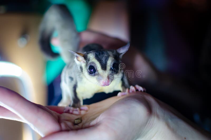 Planeur gris de sucre Opossum de glissement arborescent de breviceps de Petaurus Animaux exotiques dans l'environnement humain images stock Planeur gris de sucre Opossum de glissement arborescent de breviceps de Petaurus Animaux exotiques dans l'environnement humain images stock
