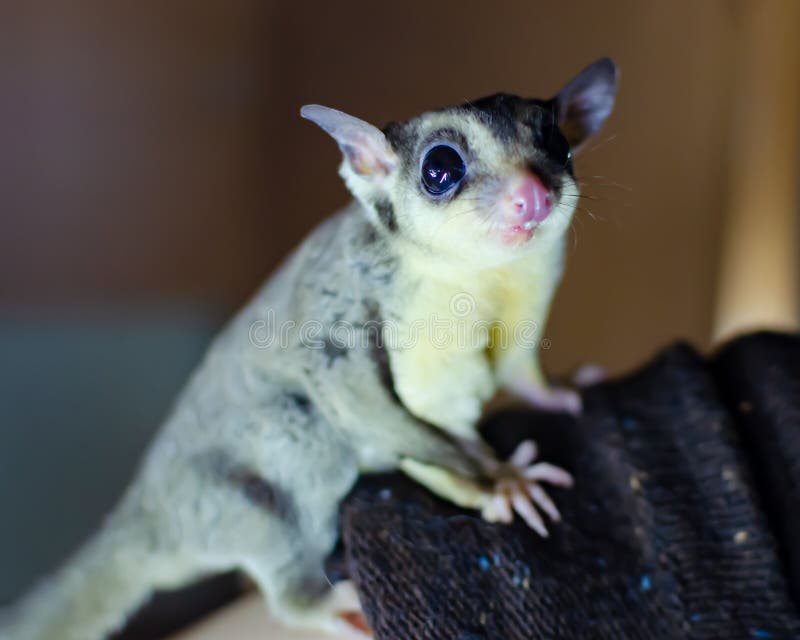 Planeur gris de sucre Opossum de glissement arborescent de breviceps de Petaurus Animaux exotiques dans l'environnement humain photo stock Planeur gris de sucre Opossum de glissement arborescent de breviceps de Petaurus Animaux exotiques dans l'environnement humain photo stock