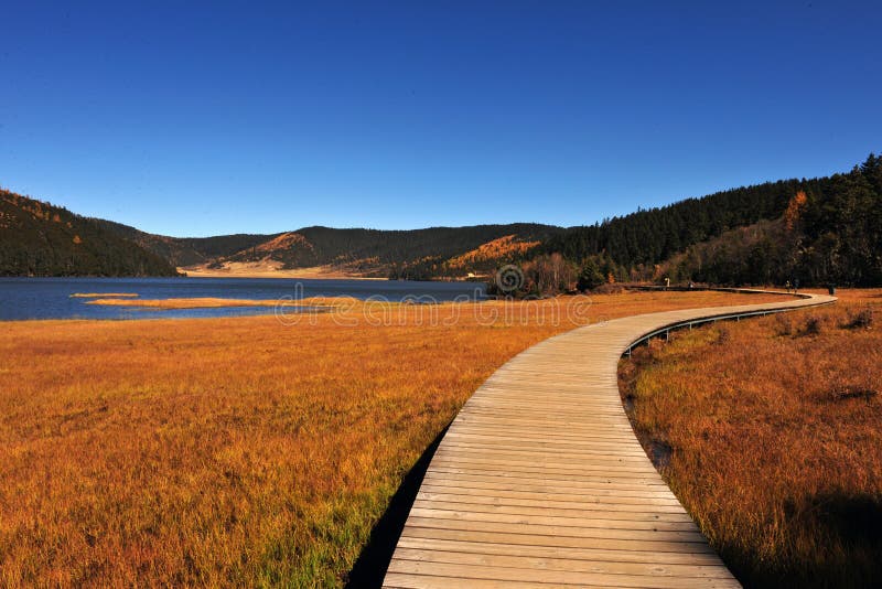 A plank road over meadow stock image. Image of gold, freeway 13460055