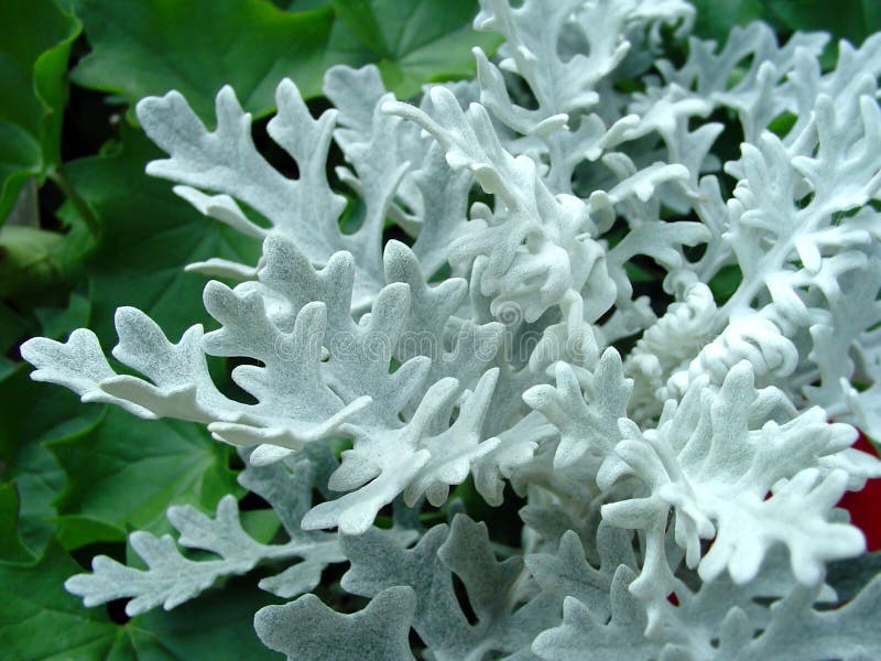 Download Plant stock image. Image of flowers, grey, nature, leaves - 20755
