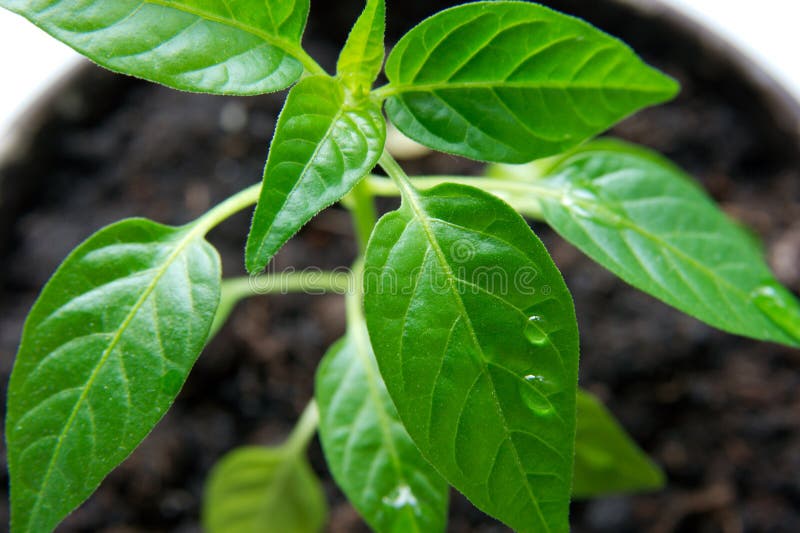 Plant stock photos