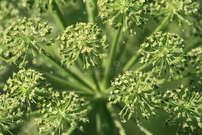Plant stock images