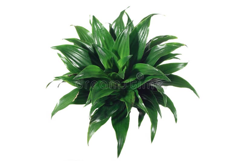 Plant stock photography