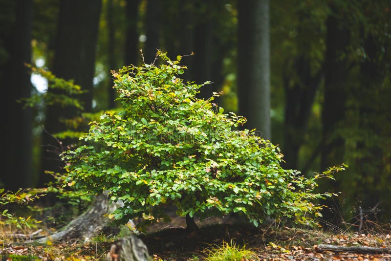 Close up of a plant against tree trunks in the forest