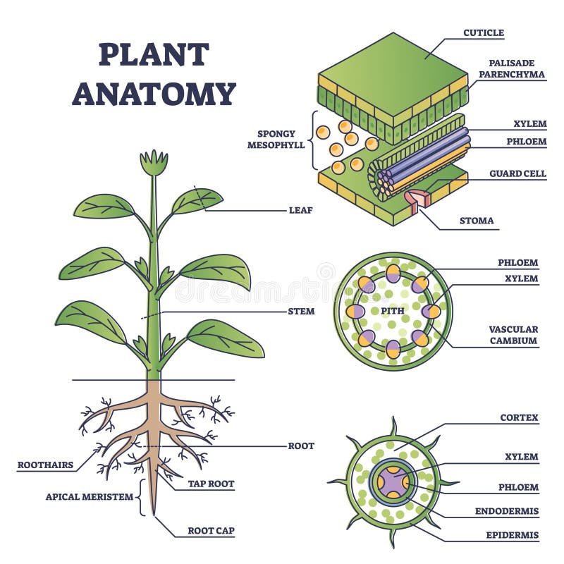 Plant anatomy with structure and internal side view parts outline diagram