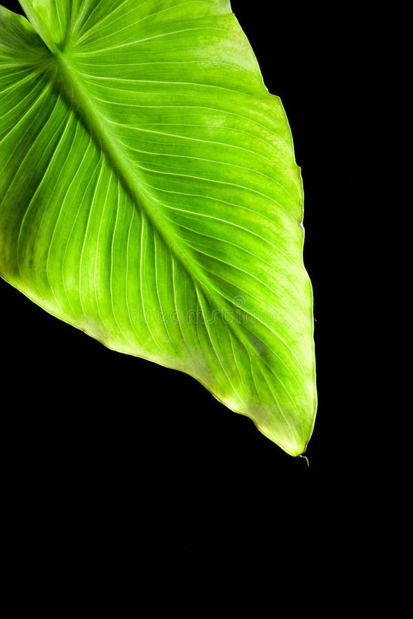 Plant on black background stock photo. Image of botanical 9072106