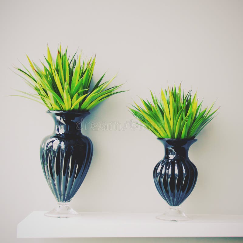 Plant in Black Vase Decorated for Room, Retro Filter Stock Photo