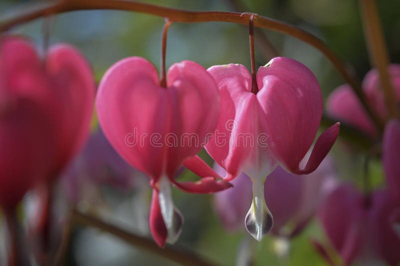 Close-up of bleeding hearts flower. The plant of bleeding hearts produces wonderfull pink flowers like small hearts royalty free stock photo