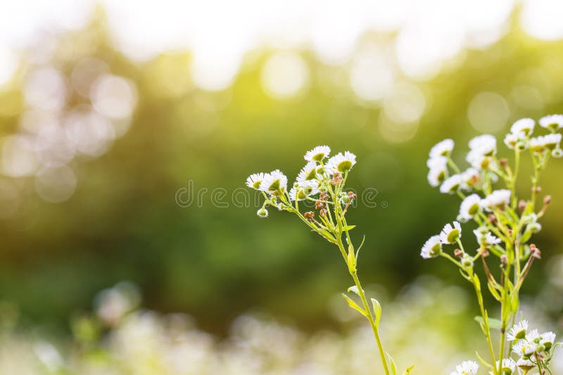 Plant blurred background