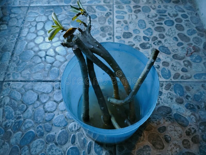 Plant in a Bucket Filled with Water Stock Image Image of water, plant 269596599