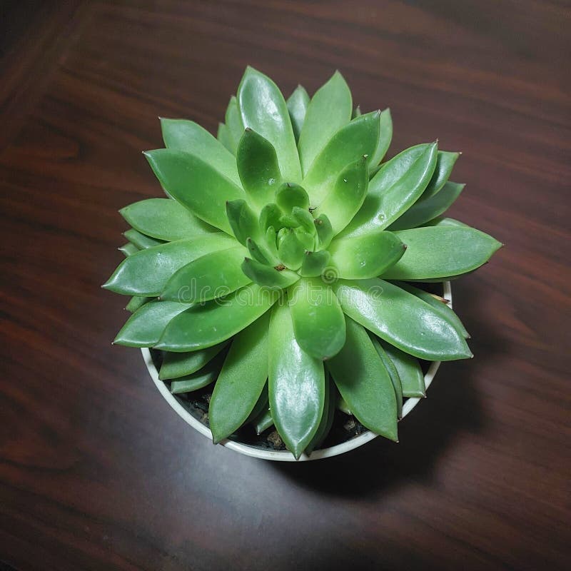 This Plant Is Called Molded Wax Agave Stock Image Image Of Garden is-american-century-plant-poisonous-to-dogs-cats