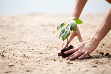 PLANT CARE PROCESS HI RES STOCK PHOTOGRAPHY AND IMAGES intelligence overview