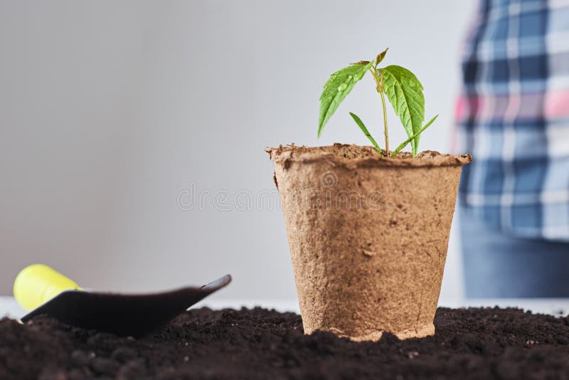 Plant Care Concept. Small Plant in a New Pot on Soil Stock Image