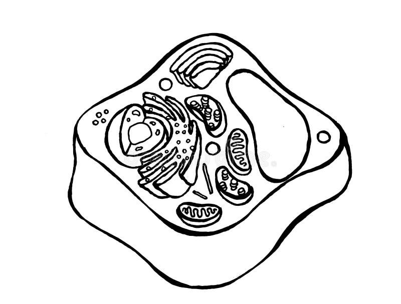 A Plant Cell with All Its Parts in Sight Stock Illustration ...