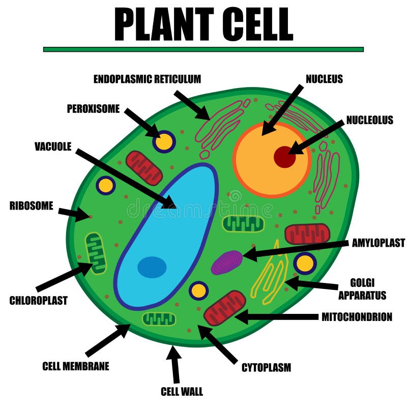 Plant Cell Color Diagram of organelles inside the cell wall for science and biology concepts.