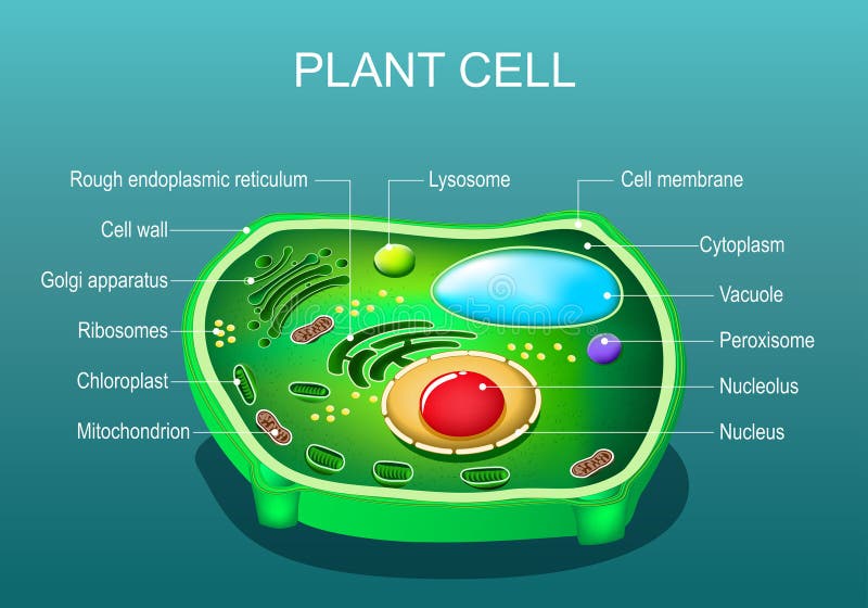 Plant Cell with Cell Membrane Stock Vector - Illustration of clip