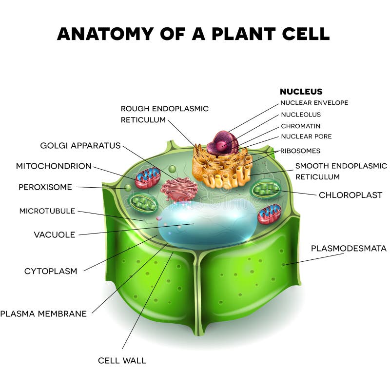 Planta celúla estructura, cruz sección de celúla detallado vistoso.