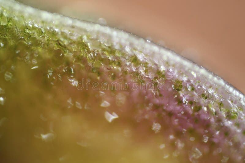 Plant cells from flower petal under microscope stock images Plant cells from flower petal under microscope stock images