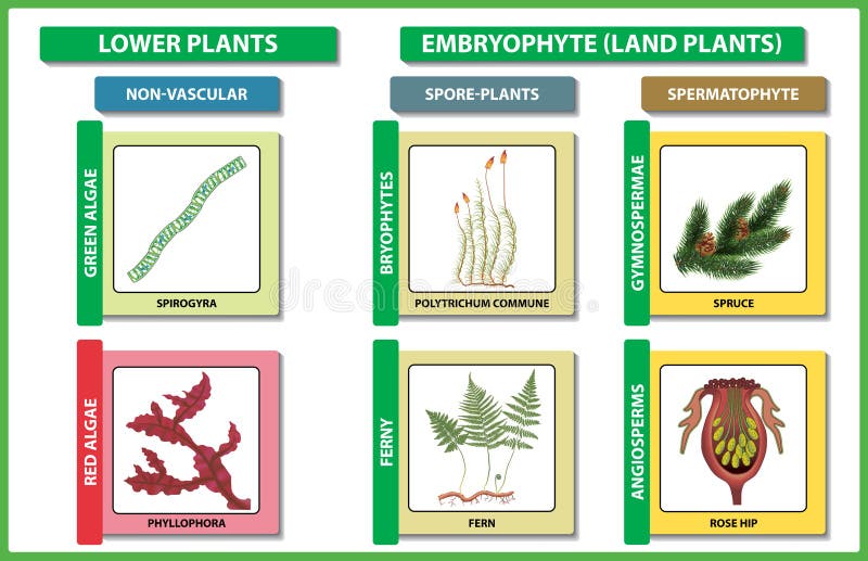 Plant classification. Diversity of living green plant divisions. Vector illustration. royalty free illustration