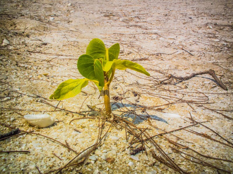 Clima diversità siccità duna verde foglie di calore di vita, radici di sabbia sopravvivenza della Pianta.