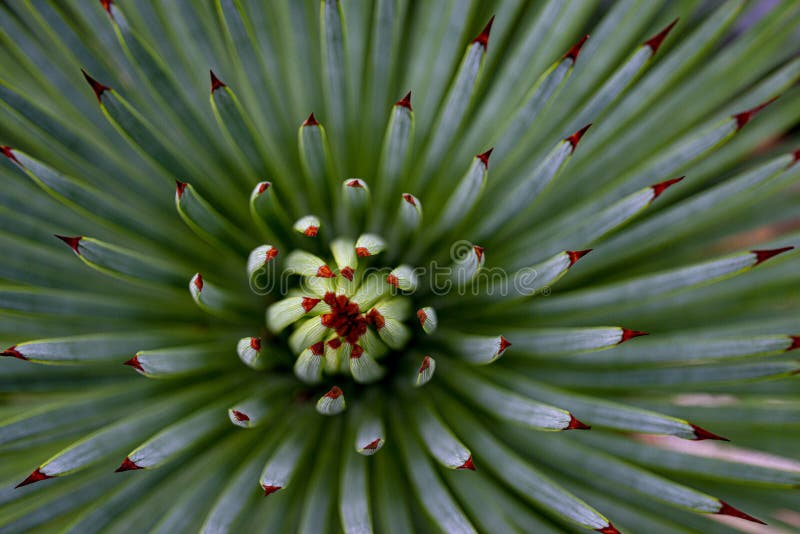A plant close up in the detail stock photography