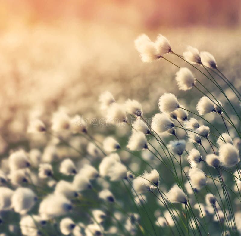 Plant cotton grass. stock image. Image of background - 83360211