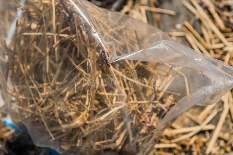 Plant Covered with Plastic Bag Stock Image Image of agricultural