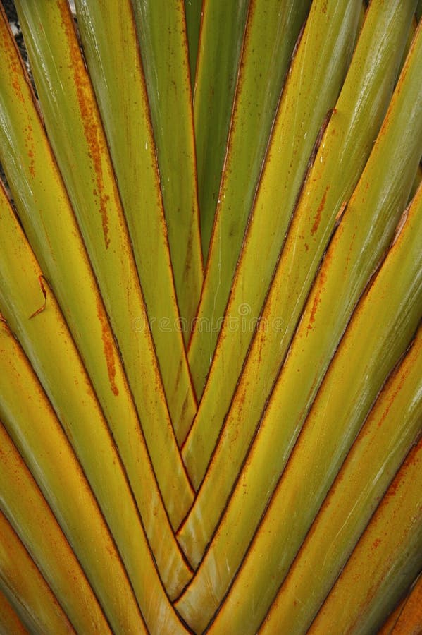 Closeup of branches of giant bird of paradise. Closeup of branches of giant bird of paradise