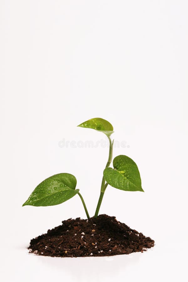 Plant in dirt