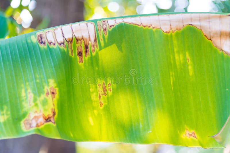 Plant Disease On A Banana Leaf Stock Photo Image of histological