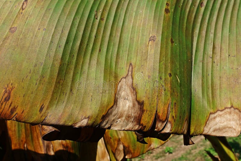 Banana Leaves Disease from Fungi Stock Image - Image of texture, bright ...