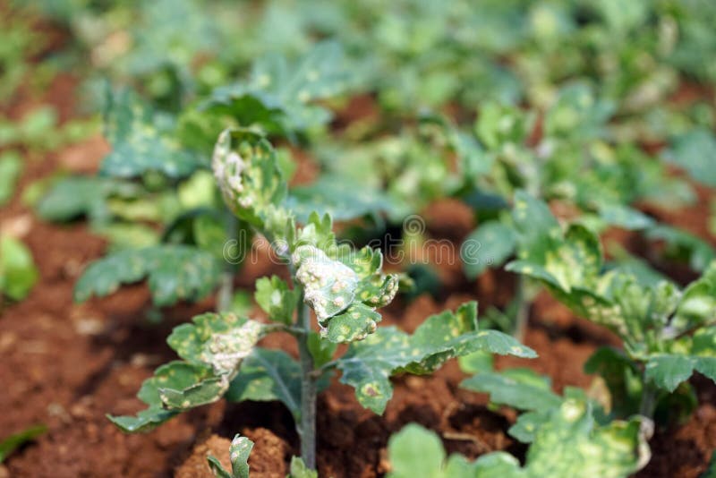 Plant Disease on Chrysanthemum Leaf, White Rust Disease Stock Image