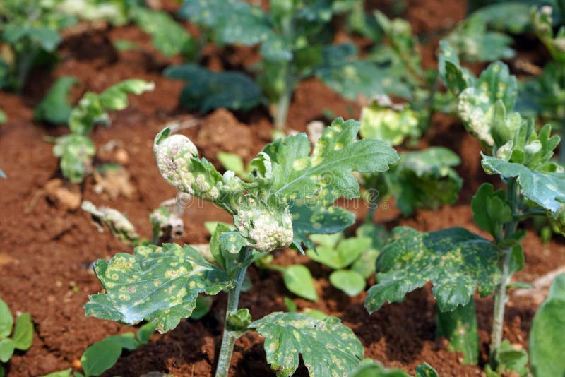 Plant Disease on Chrysanthemum Leaf, White Rust Disease Stock Image