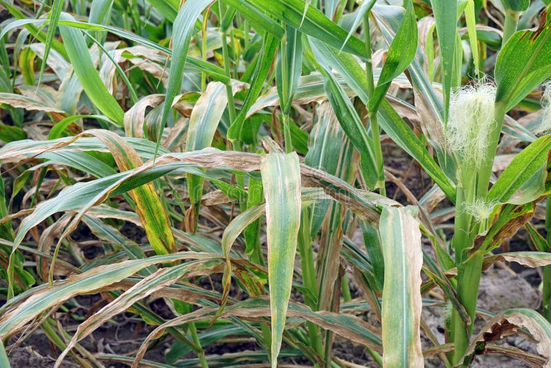 Plant Disease, Corn Leaf Blight from Fungus Stock Image Image of