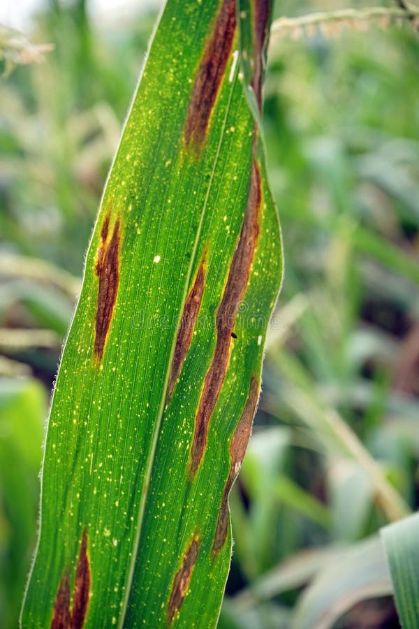 Plant Disease Corn Leaf Blight from Fungus Stock Image Image of Plant Disease Corn Leaf Blight from Fungus Stock Image Image of