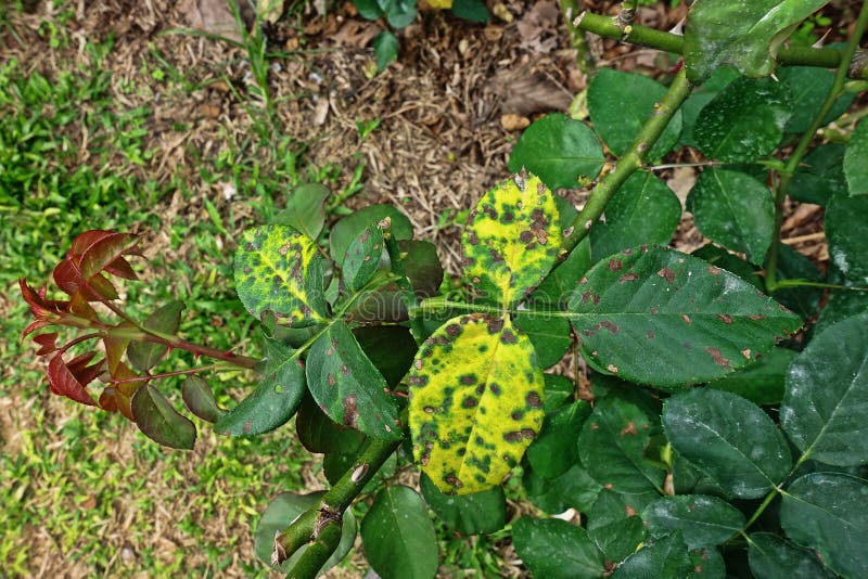 White Spots On Rose Leaves