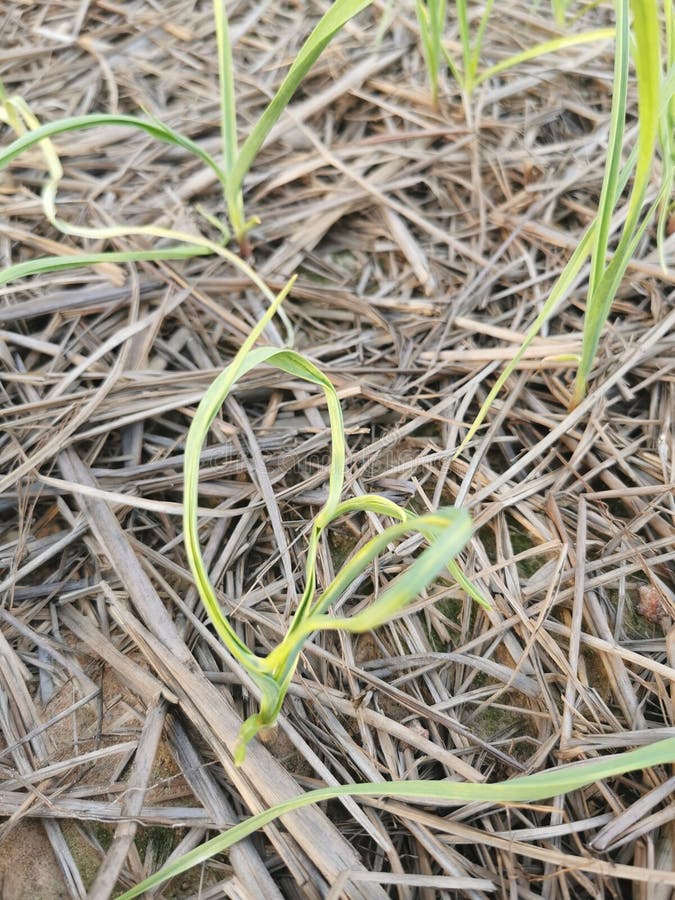 Plant Disease, Garlc Leaf Disease Stock Photo Image of agricultural