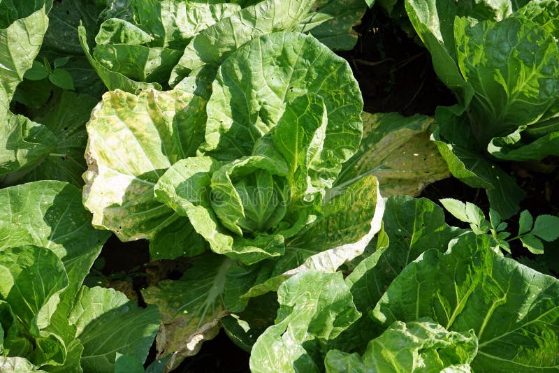 Plant Disease, Symptop of Downy ,mildew Disease on Chinese Cabbage Leaf