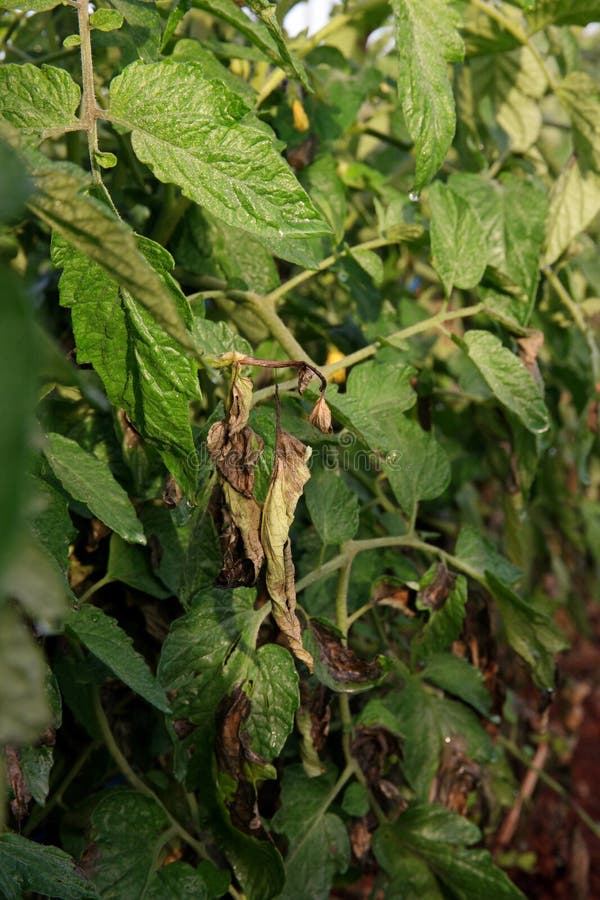 late blight tomato disease late blight tomato disease
