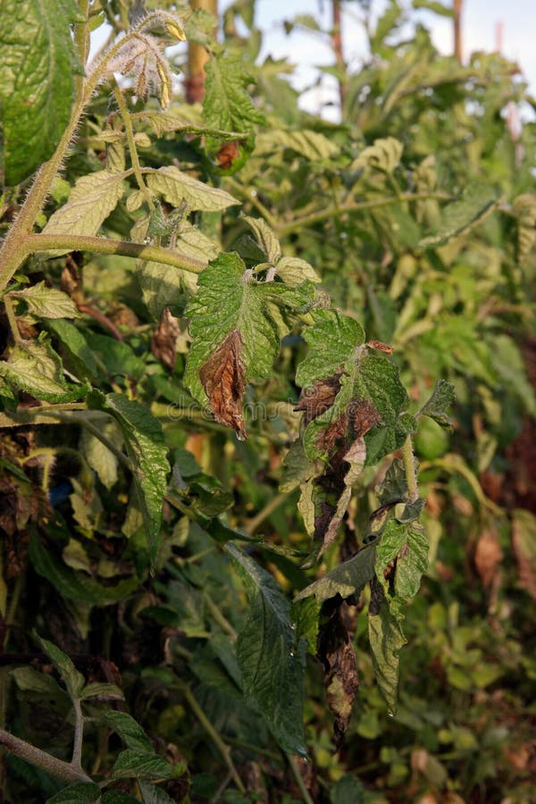 Plant Disease, Tomato Late Blight Disease Stock Photo Image of