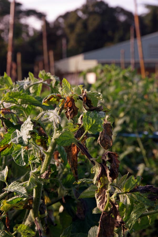 2017 tomato late blight reports 2017 tomato late blight reports