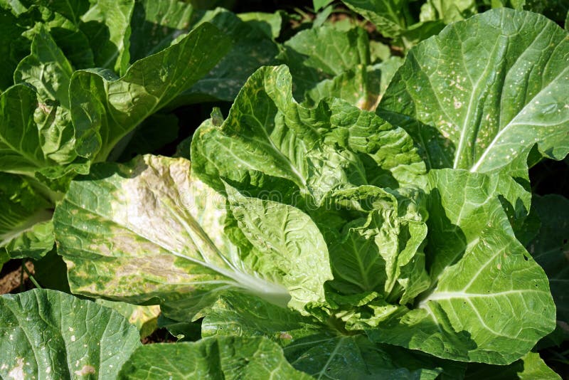 Plant Disease on Vegetable, Downy Mildew on Chinese Cabbage Stock Photo