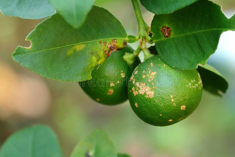 Plant diseases, Citrus canker