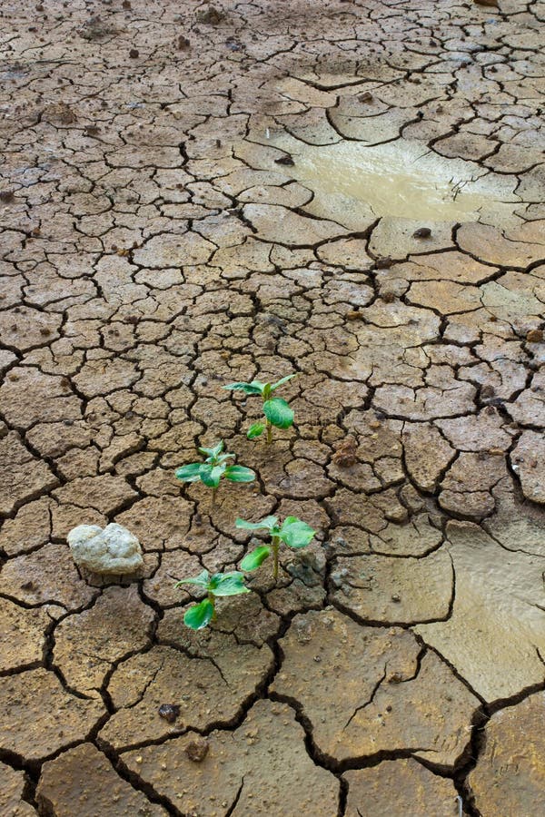 Plant in dried cracked mud. Arid, erosion.